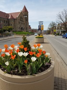 Tulips blooming near Stewart Hall